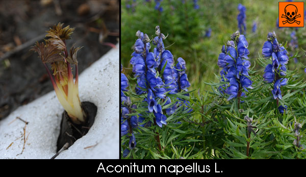 Aconitum napellus L.