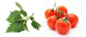 Two taste allies: Nettle, distinctive taste + tomato, for umami taste