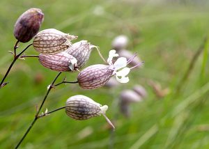 Silene vulgaris or Bladder campion flowers
