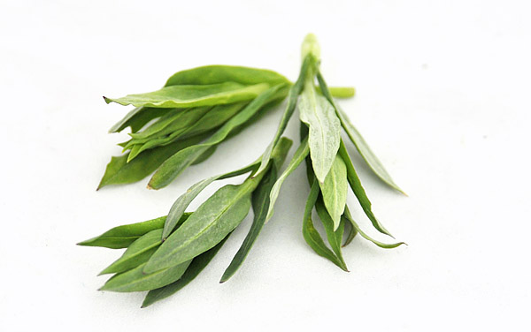 Silene vulgaris shoots or young leaves are delicious!