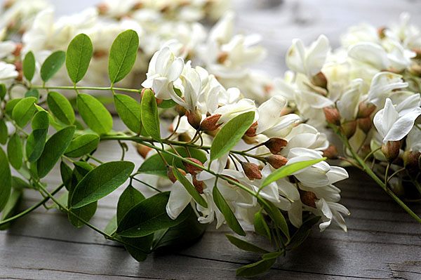 Robinia pseudoacacia flowers are fleshy, sweet and fragrant